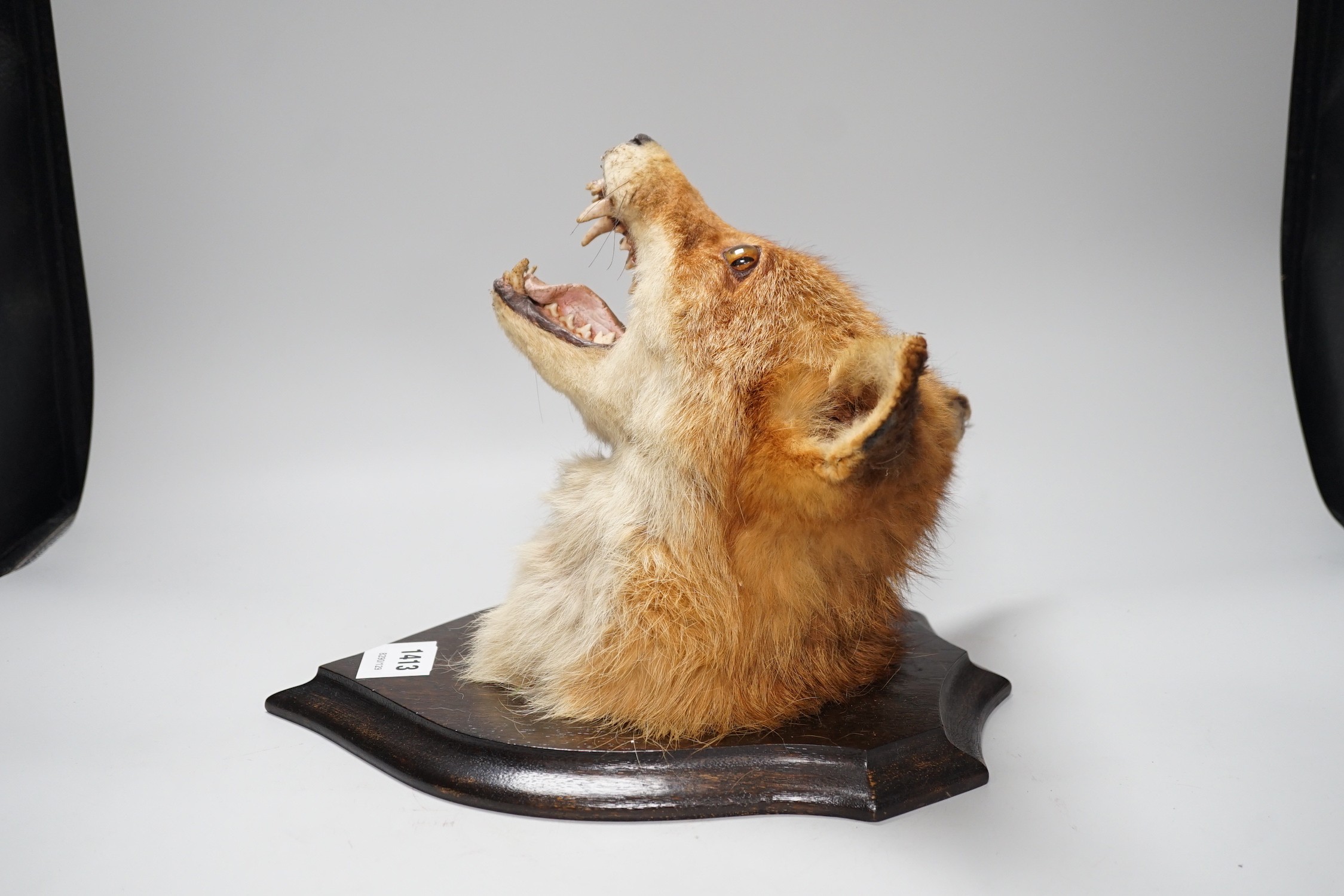 A wall mounted taxidermic fox mask trophy. Approx 30cm tall
